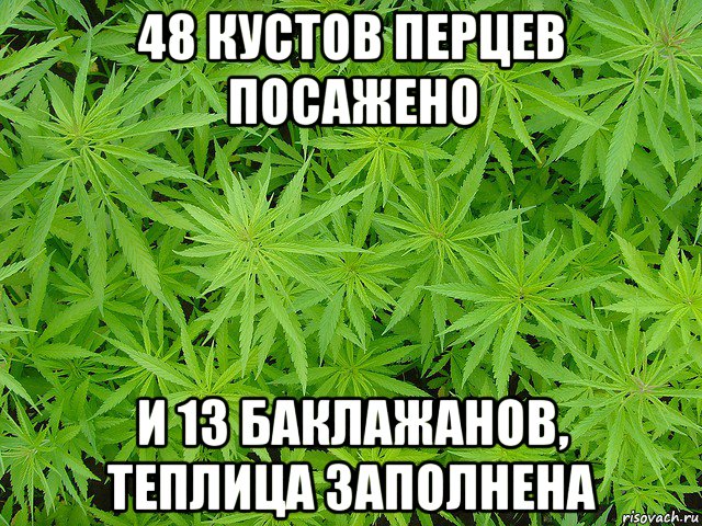 48 кустов перцев посажено и 13 баклажанов, теплица заполнена, Мем поле