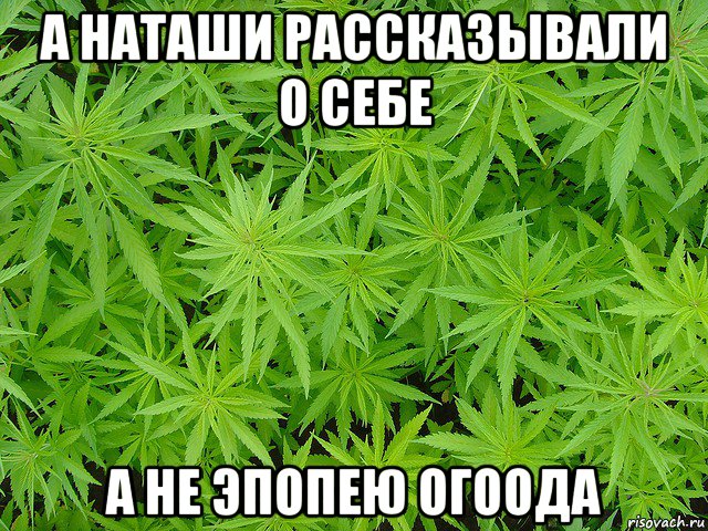 а наташи рассказывали о себе а не эпопею огоода, Мем поле