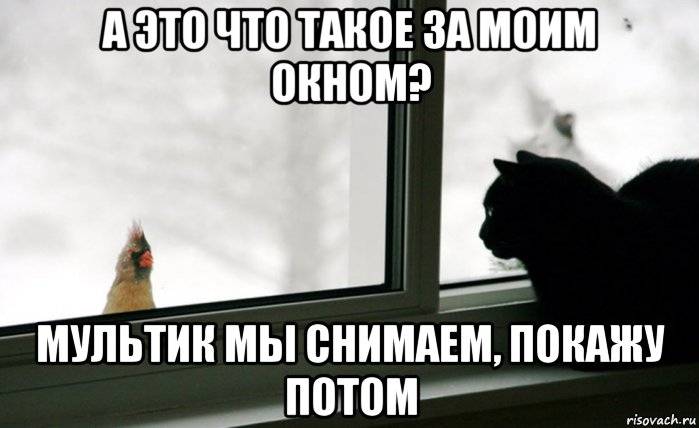 а это что такое за моим окном? мультик мы снимаем, покажу потом, Мем Попугай