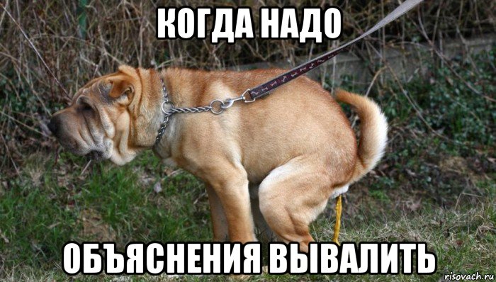 когда надо объяснения вывалить, Мем Пропутинский тролль