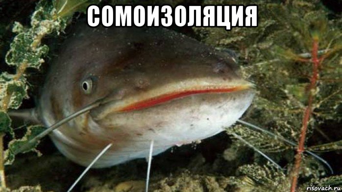 сомоизоляция , Мем Сома