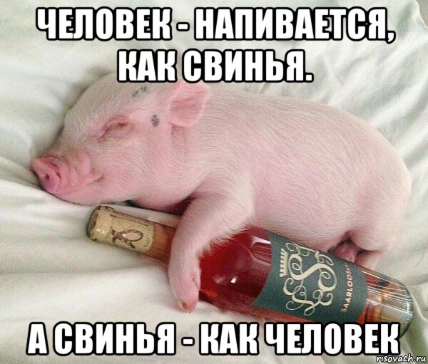 человек - напивается, как свинья. а свинья - как человек