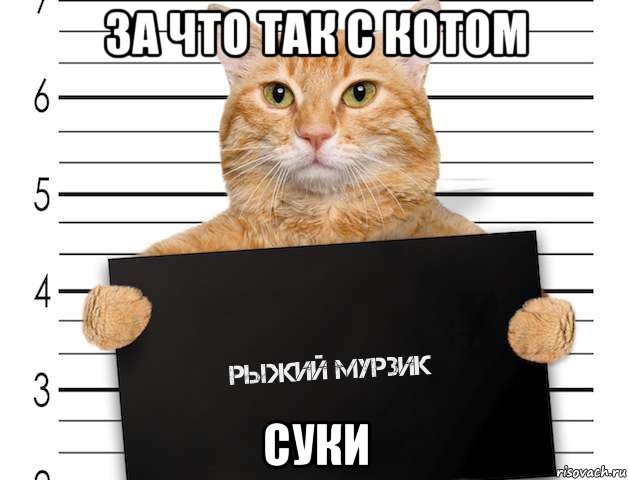 за что так с котом суки, Мем Трол