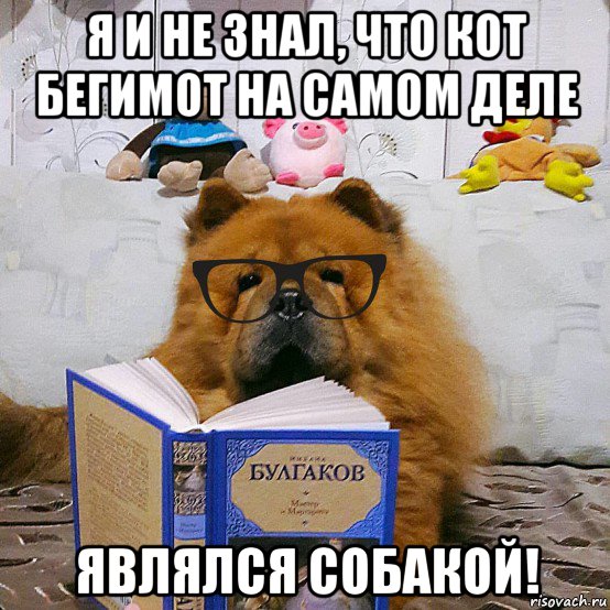 я и не знал, что кот бегимот на самом деле являлся собакой!, Мем У собак есть такой недостаток  совать повсюду свой нос