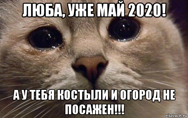 люба, уже май 2020! а у тебя костыли и огород не посажен!!!, Мем   В мире грустит один котик