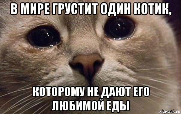 в мире грустит один котик, которому не дают его любимой еды, Мем   В мире грустит один котик