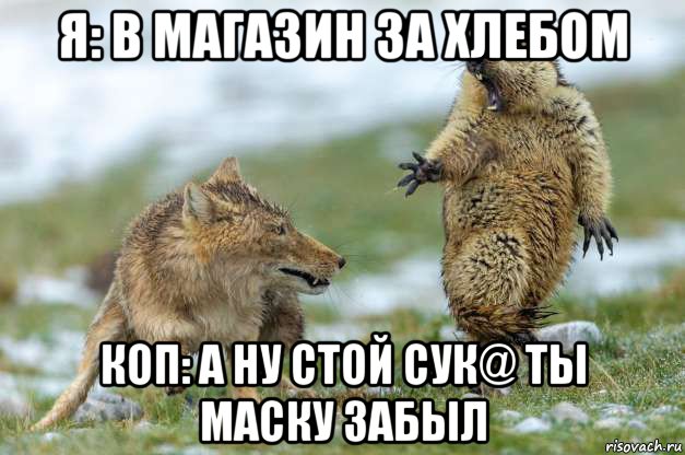 я: в магазин за хлебом коп: а ну стой сук@ ты маску забыл, Мем Волк и суслик