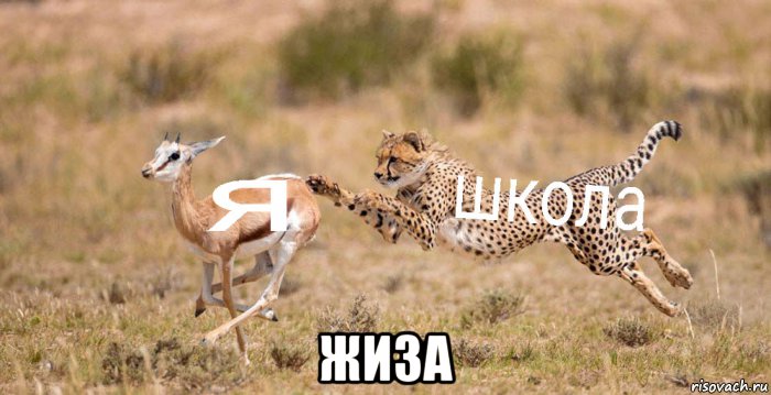  жиза, Мем Я школа
