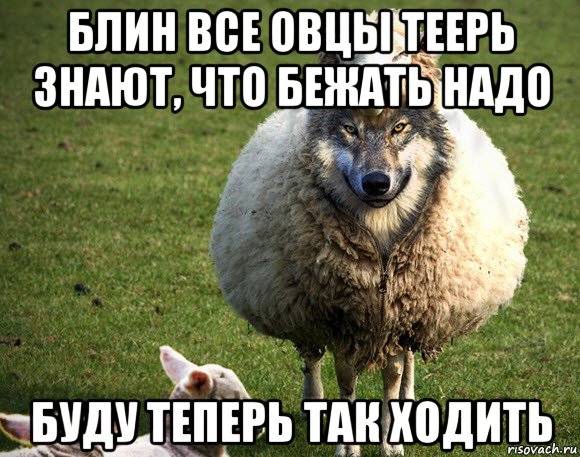 блин все овцы теерь знают, что бежать надо буду теперь так ходить, Мем Злая Овца