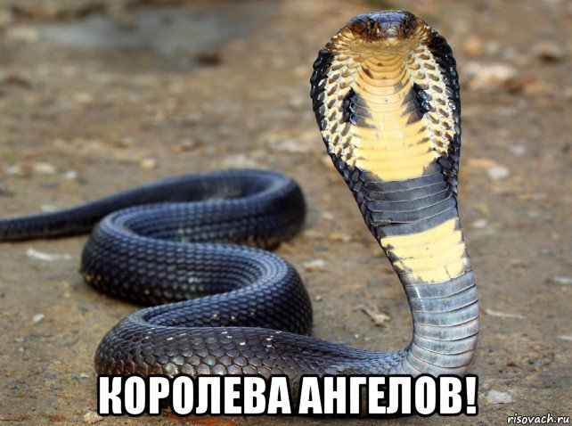  королева ангелов!