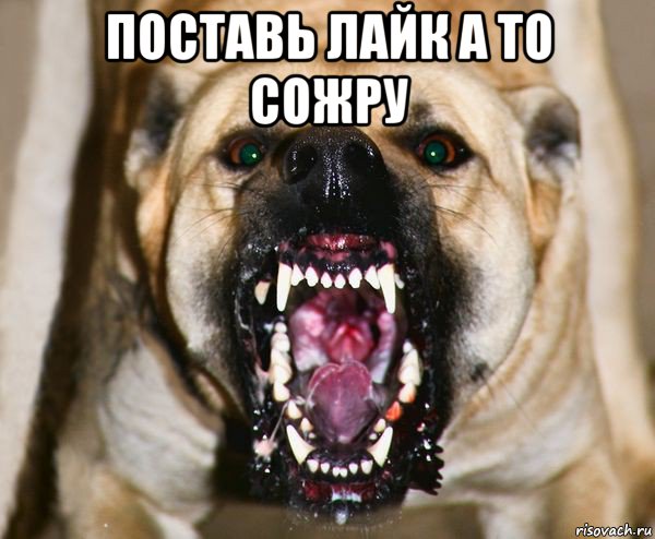 поставь лайк а то сожру 