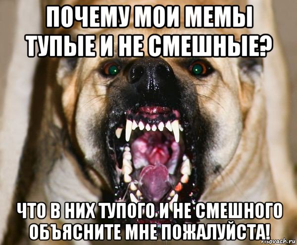 почему мои мемы тупые и не смешные? что в них тупого и не смешного объясните мне пожалуйста!, Мем бешеная собака