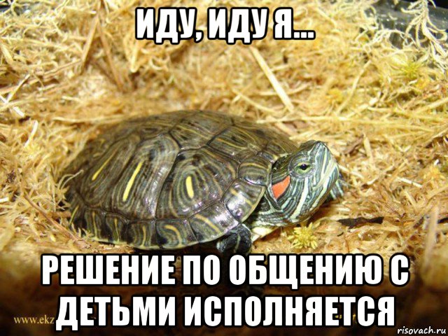 иду, иду я... решение по общению с детьми исполняется, Мем Черепаха