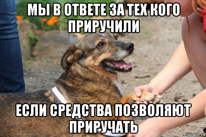 мы в ответе за тех кого приручили если средства позволяют приручать, Мем Dog