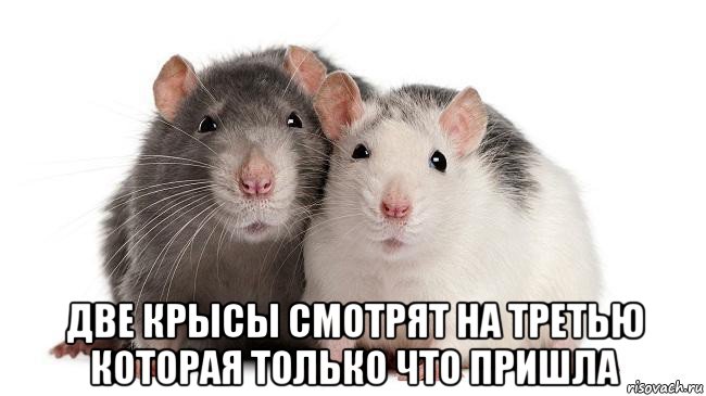  две крысы смотрят на третью которая только что пришла, Мем Две крысы смотрят на третью