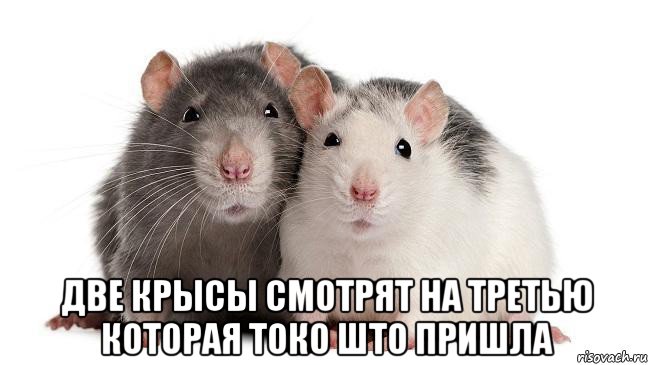  две крысы смотрят на третью которая токо што пришла, Мем Две крысы смотрят на третью