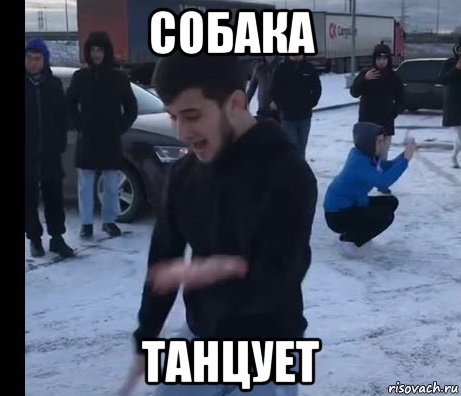 собака танцует, Мем Гавнозоидное дерьмо