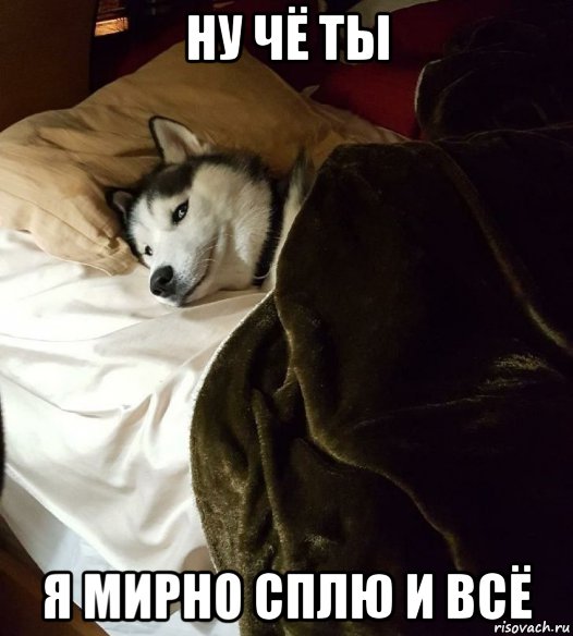 ну чё ты я мирно сплю и всё, Мем Хаски