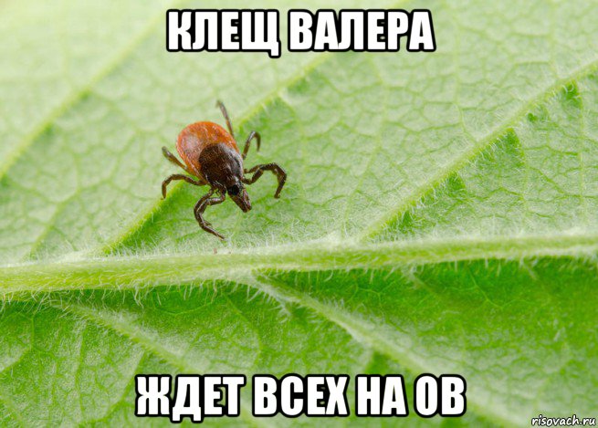 клещ валера ждет всех на ов