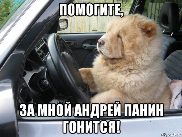 помогите, за мной андрей панин гонится!, Мем Конечно мой классный водитель