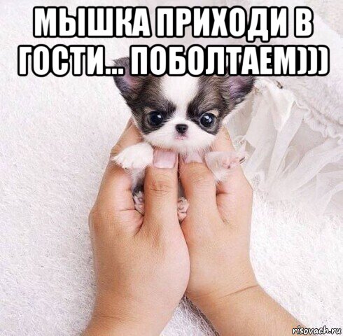 мышка приходи в гости... поболтаем))) , Мем М