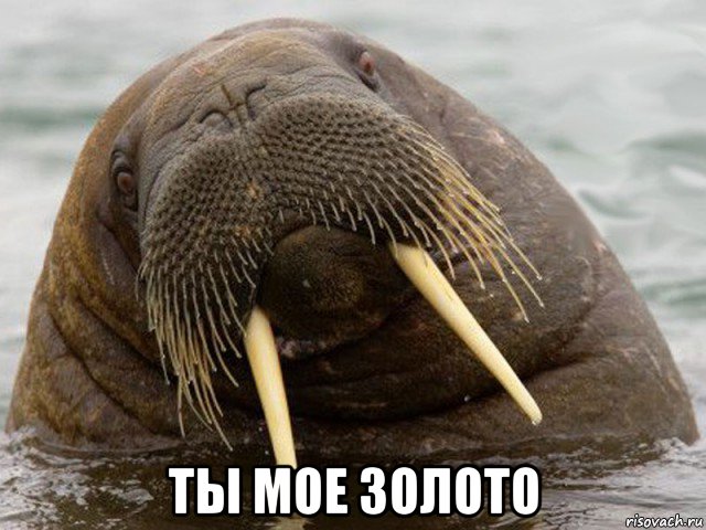  ты мое золото