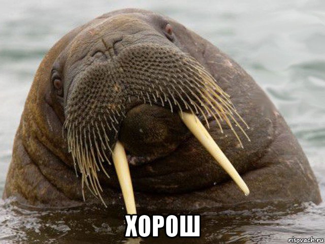  хорош