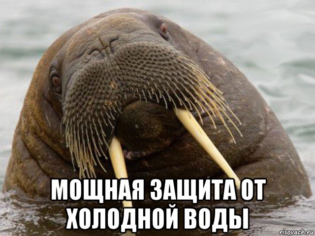  мощная защита от холодной воды