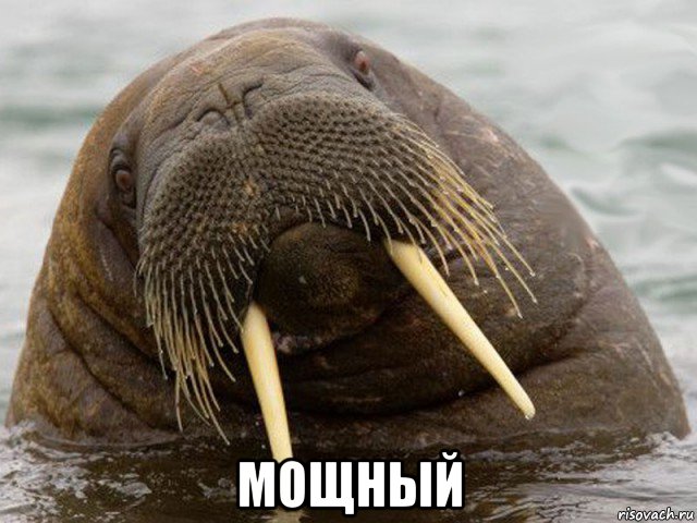  мощный
