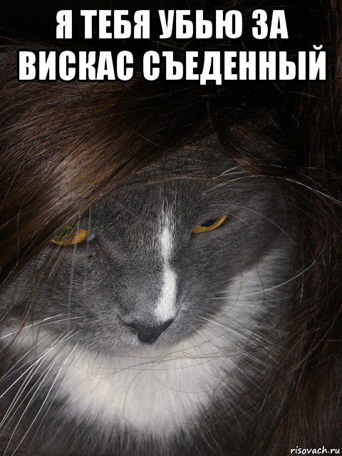 я тебя убью за вискас съеденный , Мем Пашуха номер 2