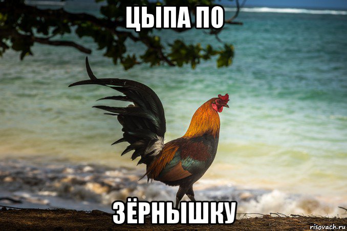цыпа по зёрнышку, Мем Петух одичавший Кауаи - Feral Rooster Kauai