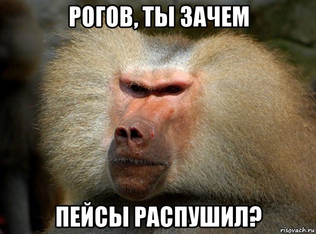 рогов, ты зачем пейсы распушил?, Мем Рожа бабуина