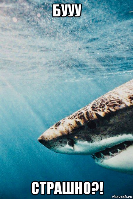 бууу страшно?!, Мем Shark