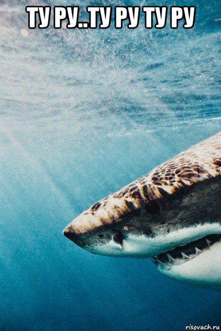 ту ру..ту ру ту ру , Мем Shark