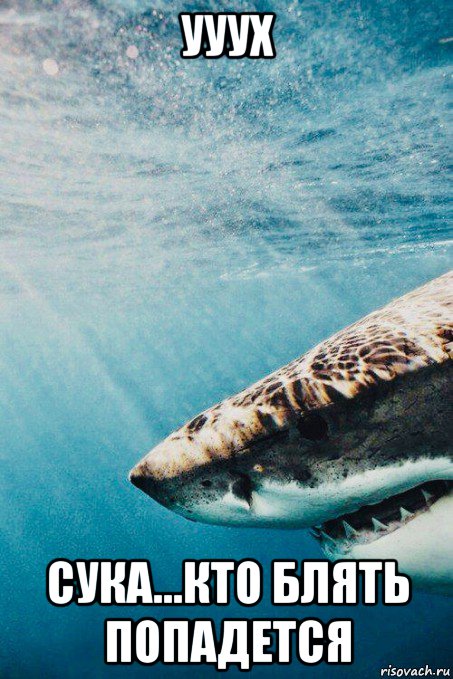 ууух сука...кто блять попадется, Мем Shark