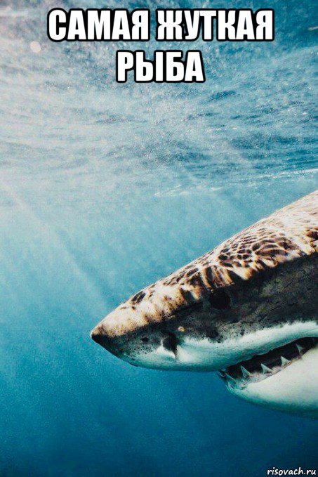 самая жуткая рыба , Мем Shark