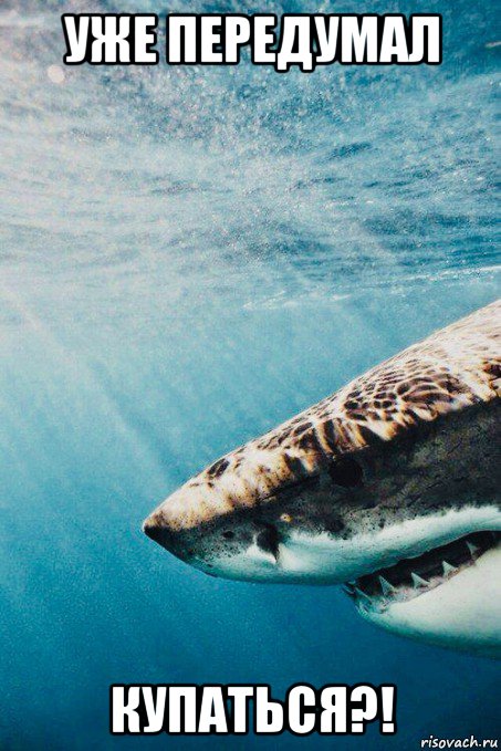 уже передумал купаться?!, Мем Shark