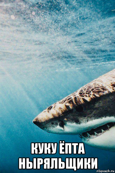  куку ёпта ныряльщики, Мем Shark