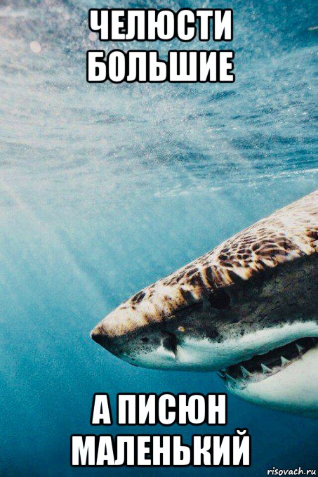 челюсти большие а писюн маленький, Мем Shark