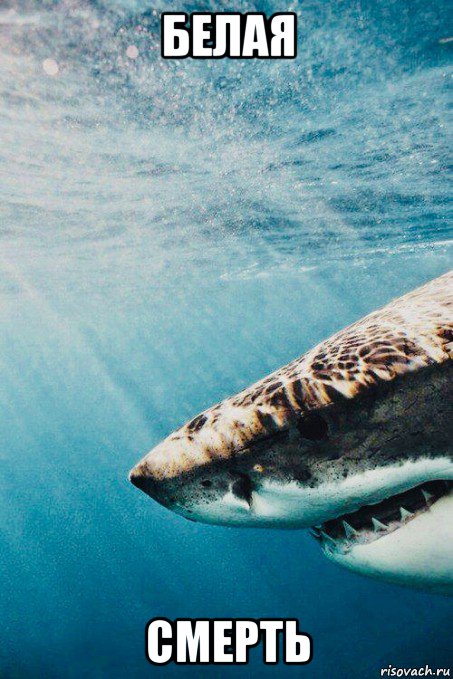 белая смерть, Мем Shark