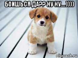 боишься да?? ну ну....)))) , Мем Собачка
