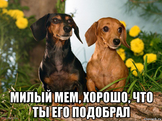  милый мем, хорошо, что ты его подобрал
