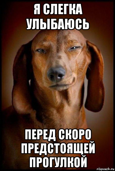 я слегка улыбаюсь перед скоро предстоящей прогулкой, Мем Такса