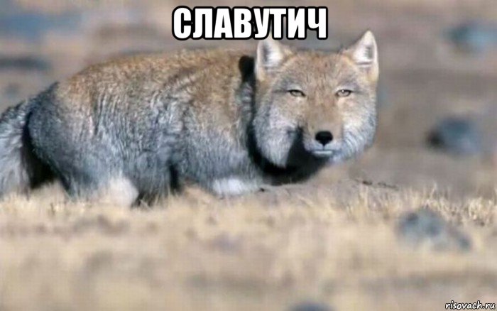 славутич 