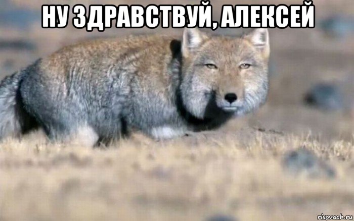 ну здравствуй, алексей 
