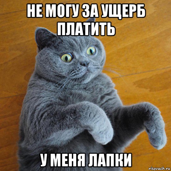 не могу за ущерб платить у меня лапки