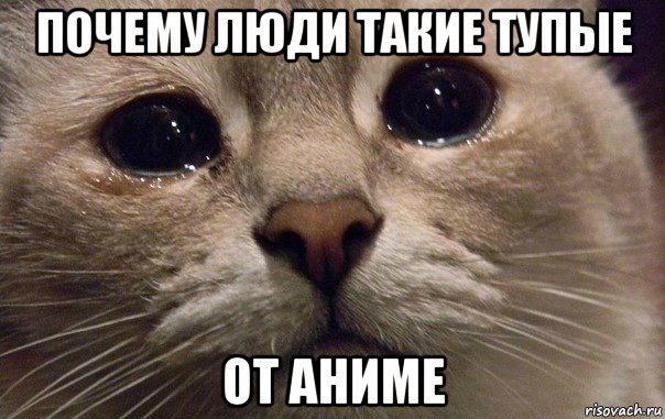 почему люди такие тупые от аниме, Мем   В мире грустит один котик