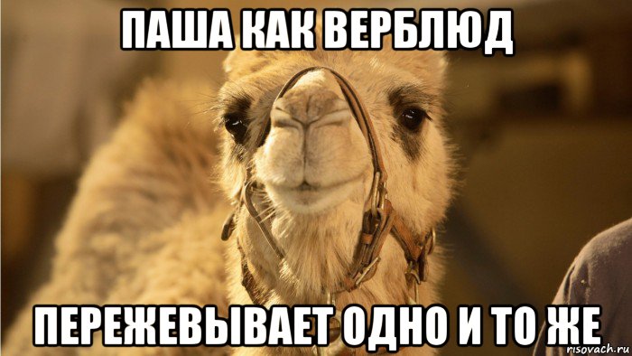 паша как верблюд пережевывает одно и то же