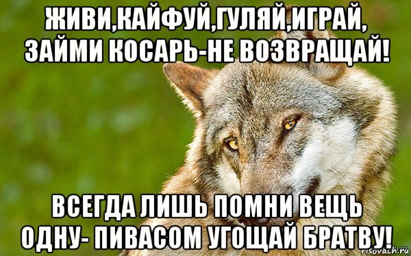 живи,кайфуй,гуляй,играй, займи косарь-не возвращай! всегда лишь помни вещь одну- пивасом угощай братву!, Мем   Volf