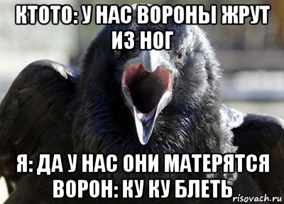 ктото: у нас вороны жрут из ног я: да у нас они матерятся ворон: ку ку блеть
